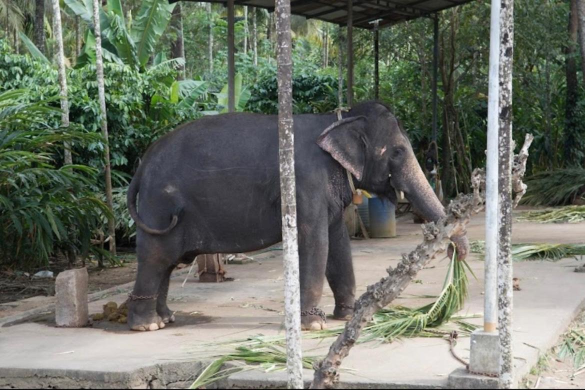 Cassells Jungle Resorts Thekkady Vandiperiyar Экстерьер фото