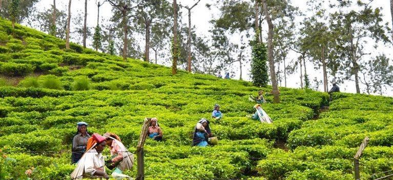 Cassells Jungle Resorts Thekkady Vandiperiyar Экстерьер фото